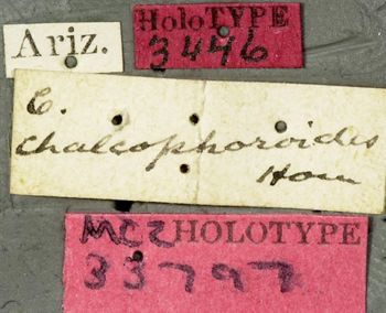 Media type: image;   Entomology 33797 Aspect: labels
